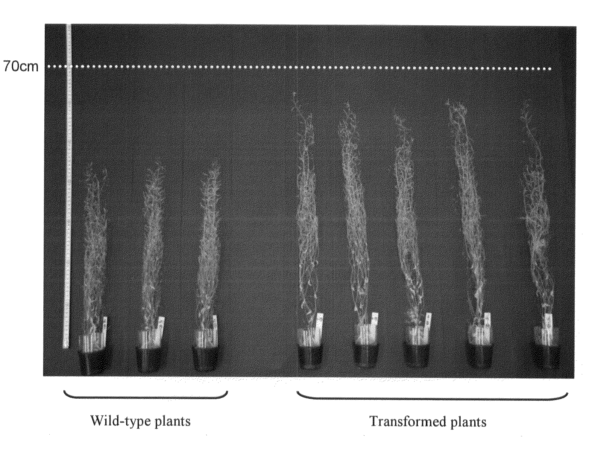 Method for increasing the production of plant biomass and/or seeds and method for producing plant capable of producing increased amount of biomass and/or seeds