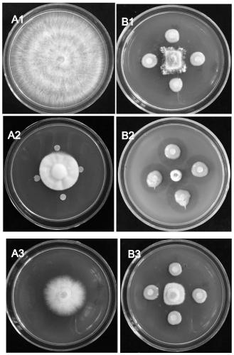 Paenibacillus polymyxa fermentation product and its preparation method and application