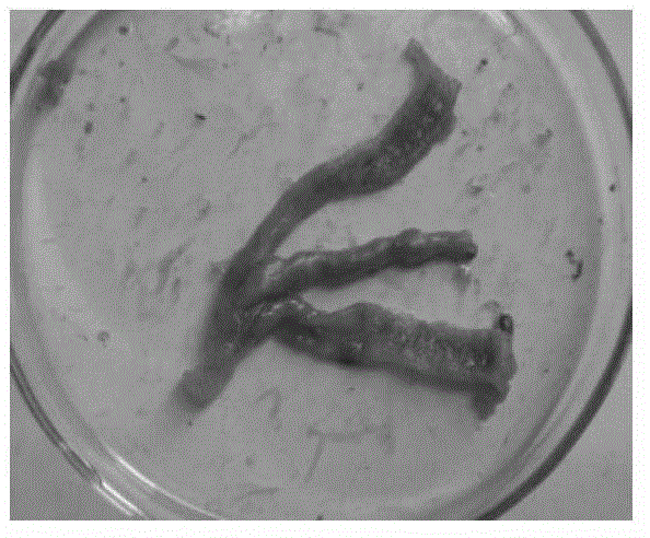 Selective breeding method by comprehensive selection indexes of resistance of Eimeria tenella of chickens