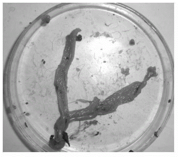 Selective breeding method by comprehensive selection indexes of resistance of Eimeria tenella of chickens