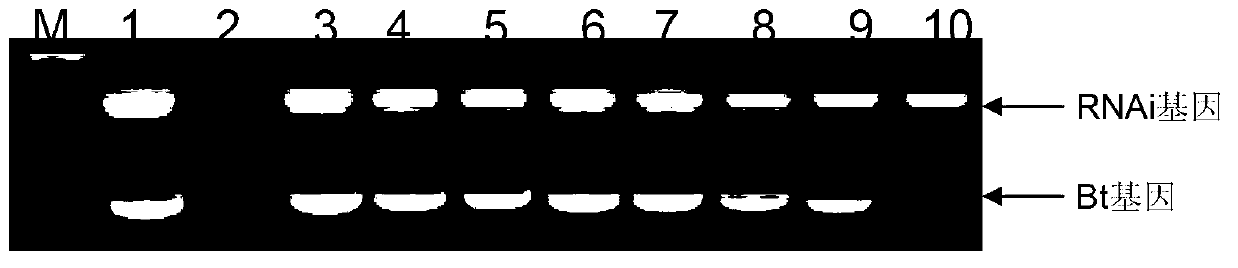 Method for doubly preventing tomato root-knot nematode by combining efficient RNA (Ribonucleic Acid) with Bt gene