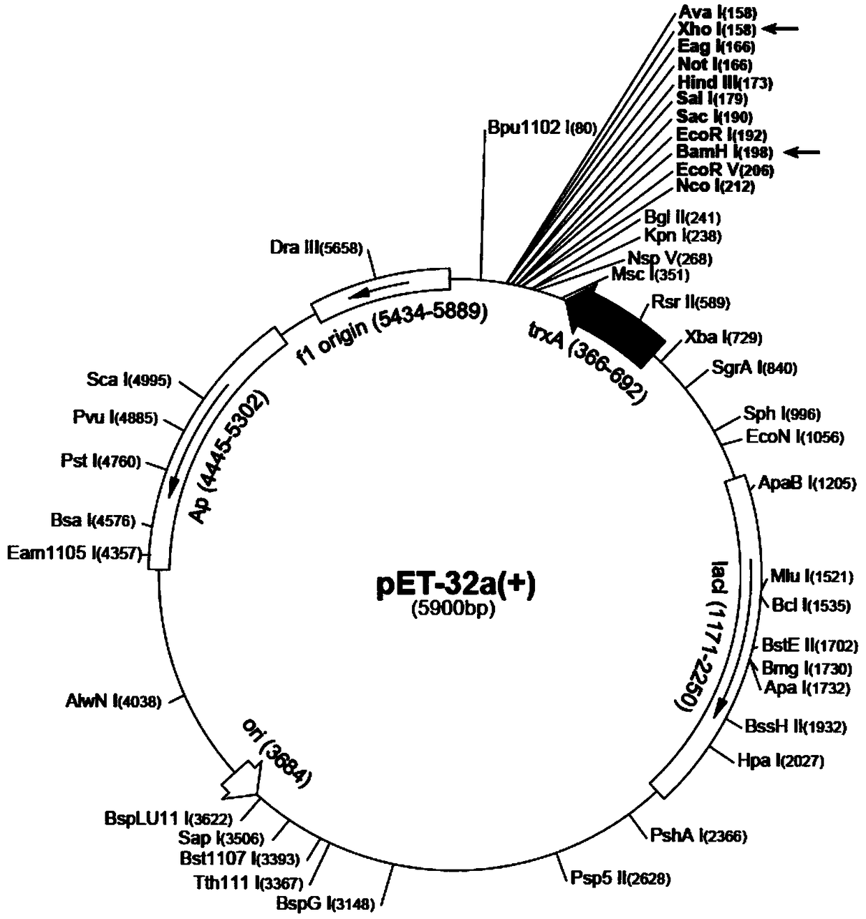 Novel use and preparation method of human beta-defensin 3