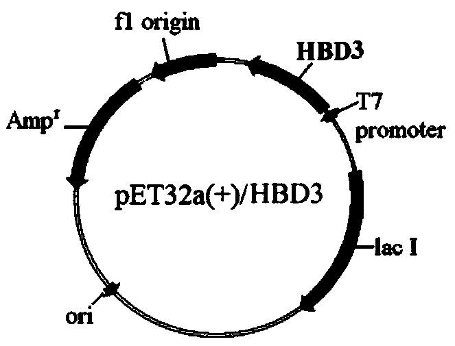 Novel use and preparation method of human beta-defensin 3