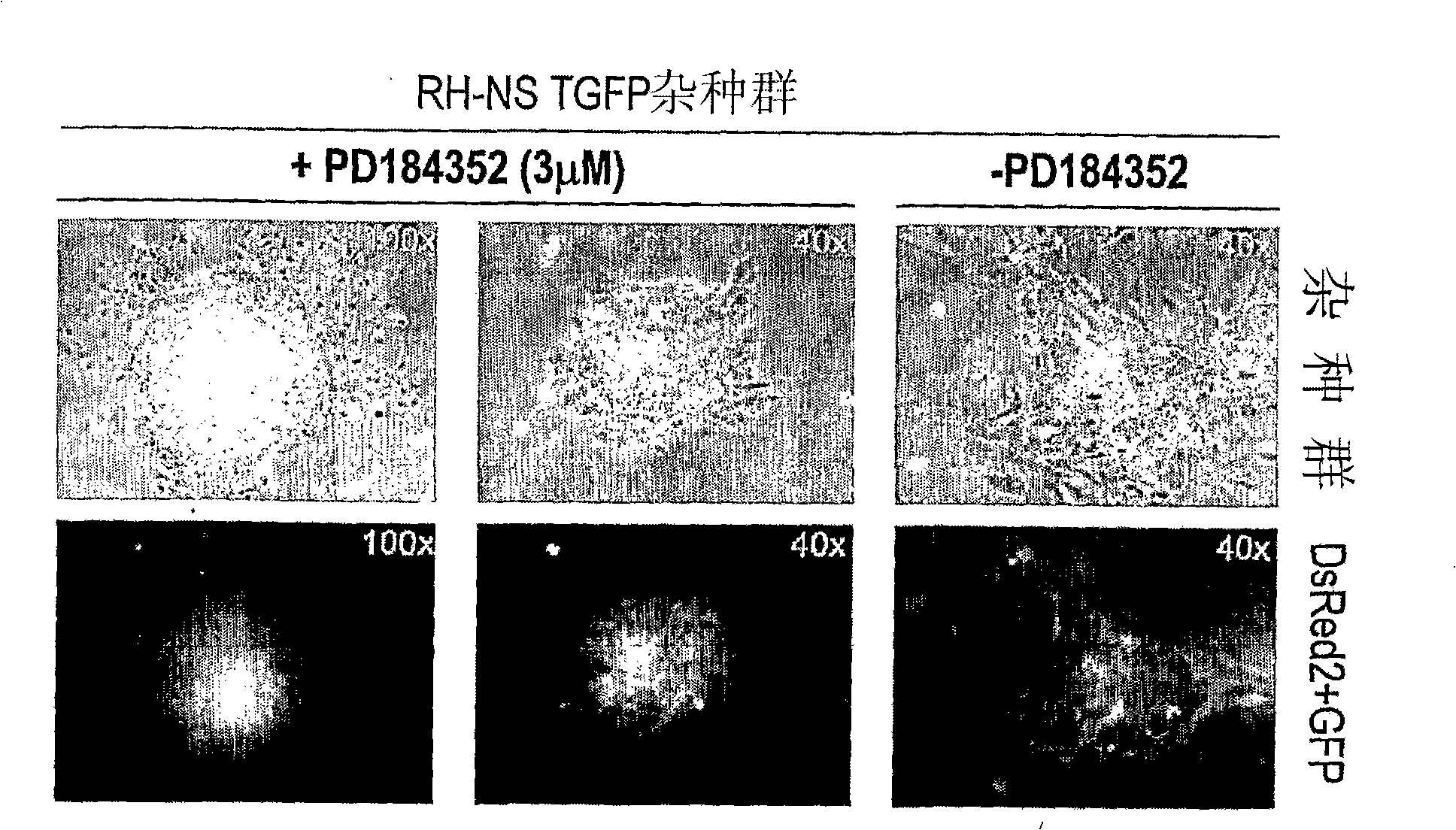 Culture medium containing kinase inhibitors, and uses thereof