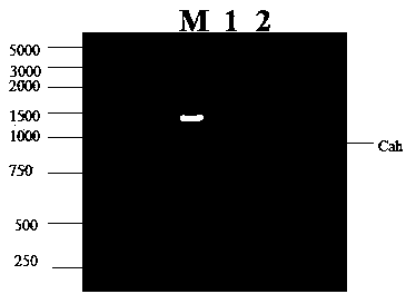 Acetylxylan esterase and application thereof