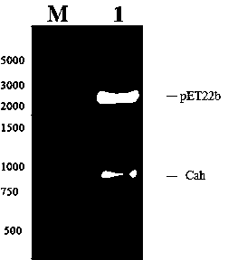 Acetylxylan esterase and application thereof