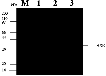 Acetylxylan esterase and application thereof