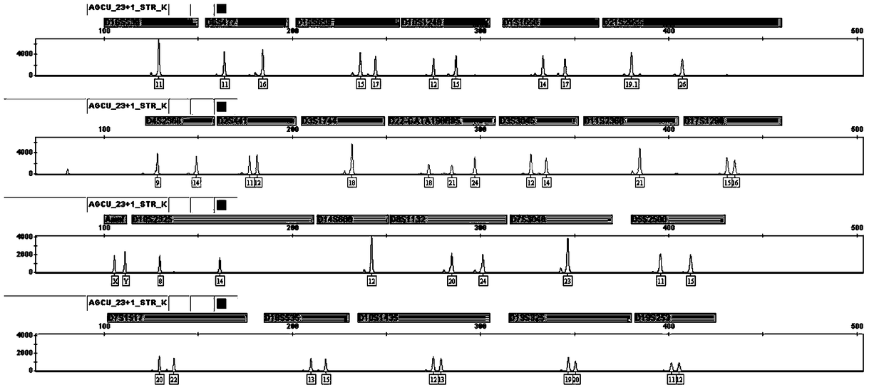 A kit for simultaneous analysis of fluorescently labeled multiplexed amplification of 24 loci of human genome dna and its application