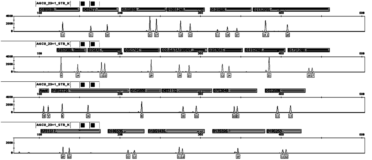 A kit for simultaneous analysis of fluorescently labeled multiplexed amplification of 24 loci of human genome dna and its application