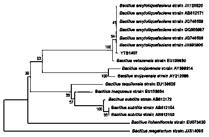 Bacillus amyloliquefaciens strain capable of resisting fruit tree pathogenic fungi in broad spectrum and application thereof