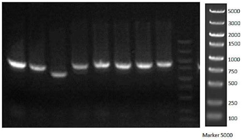 Pomegranate PgBEL1 gene and application thereof