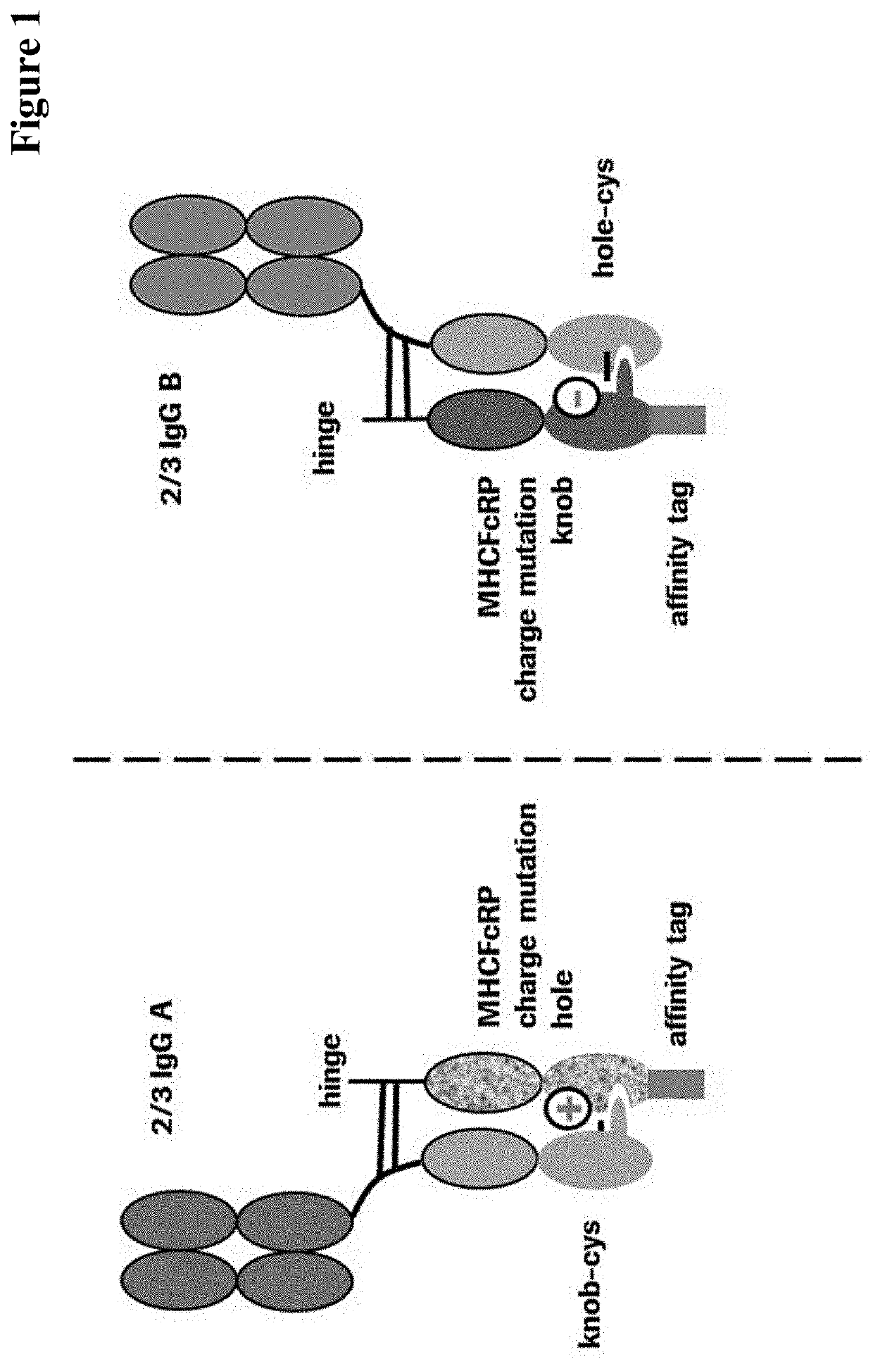Method for generating multispecific antibodies from monospecific antibodies