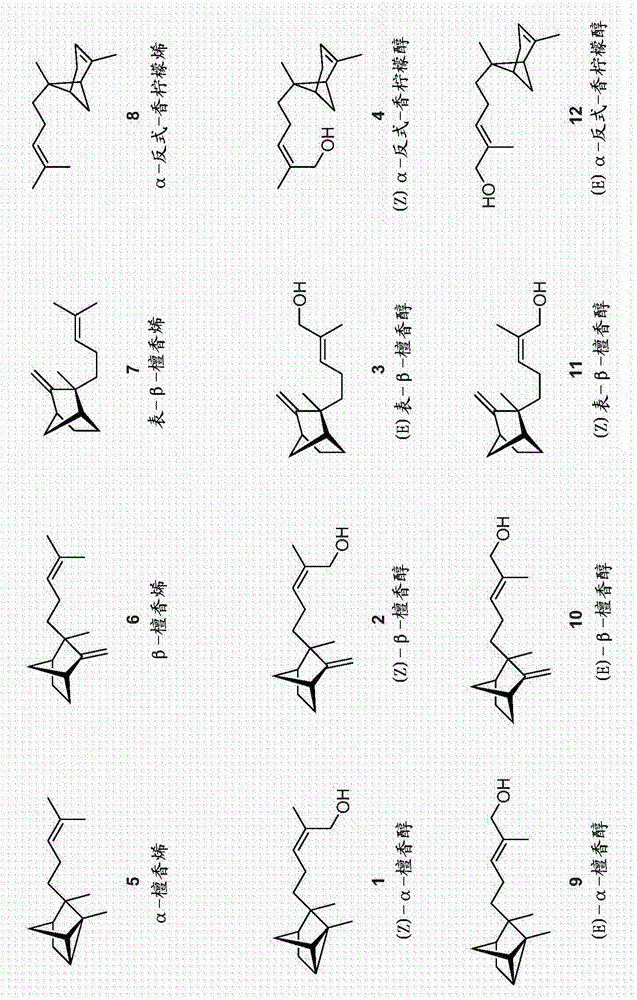 Cytochrome p450 and cytochrome p450 reductase polypeptides, encoding nucleic acid molecules and uses thereof