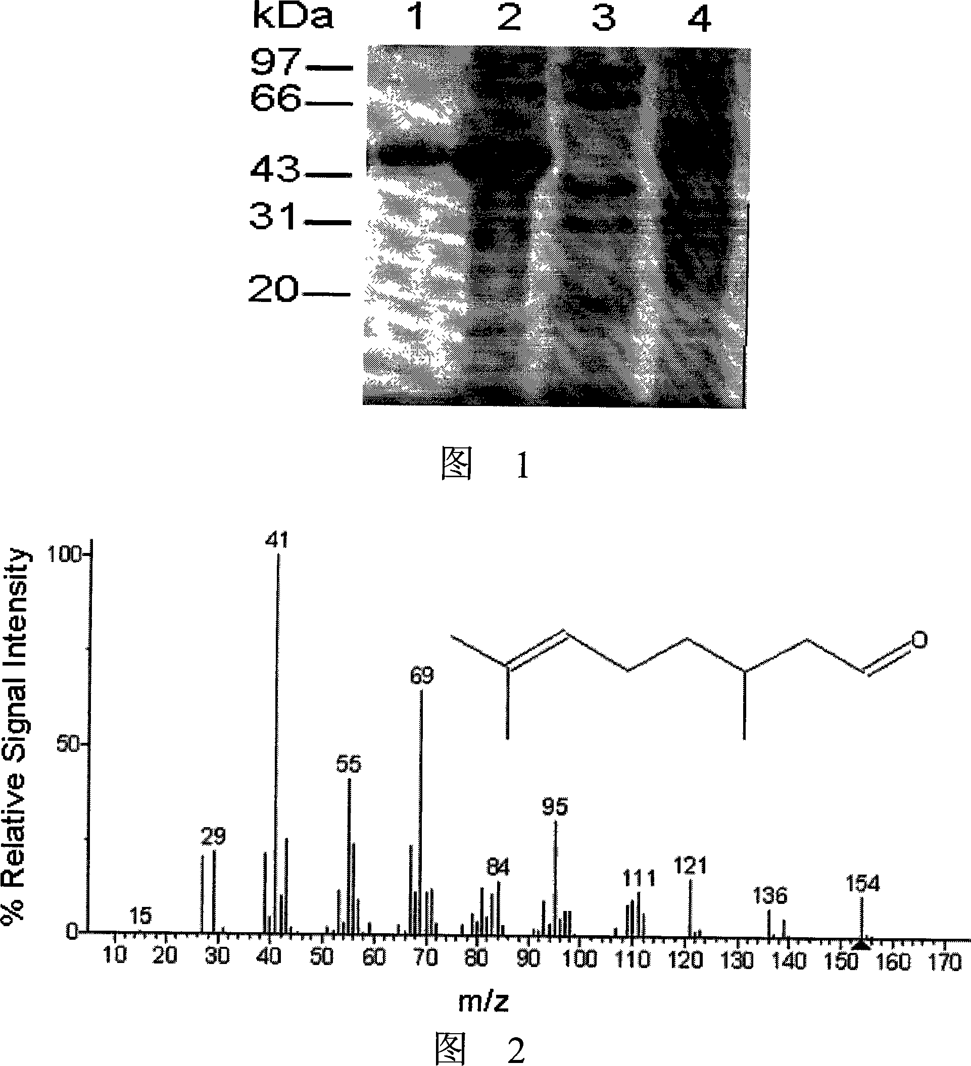 Gene engineering bacterium for catalyzing citral to produce citronellal and construction method thereof
