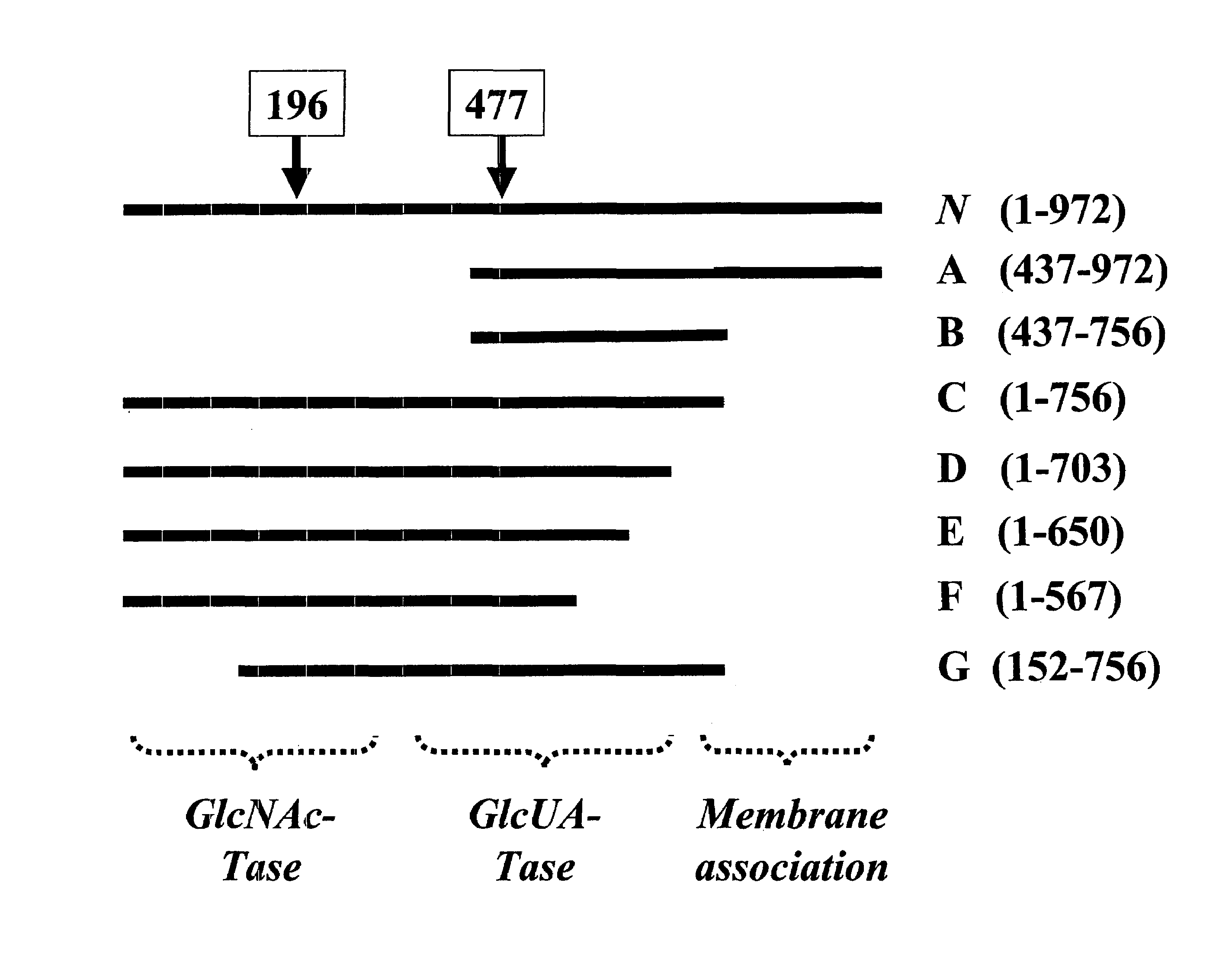 Polymer grafting by polysaccharide synthases