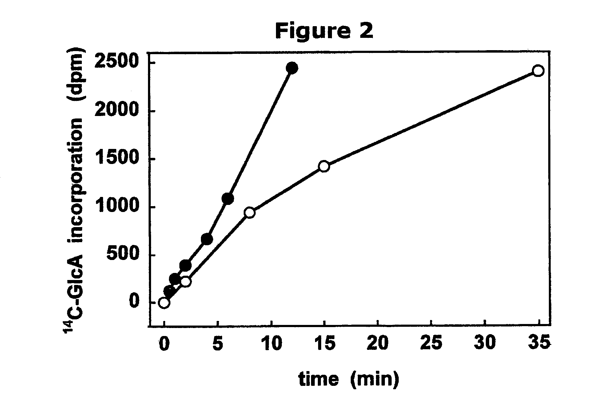 Polymer grafting by polysaccharide synthases