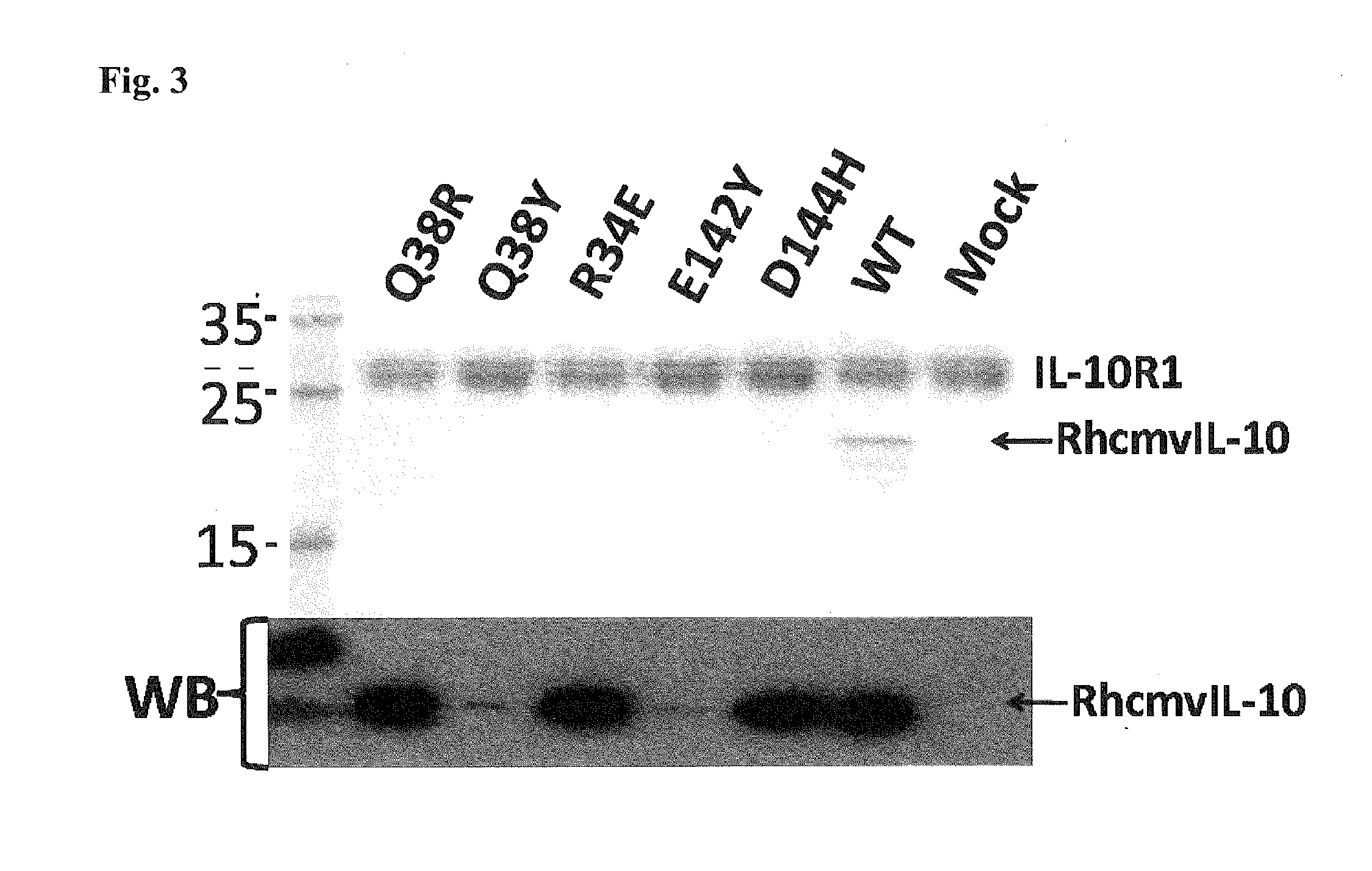 Methods and Compositions for Cytomegalovirus IL-10 Protein