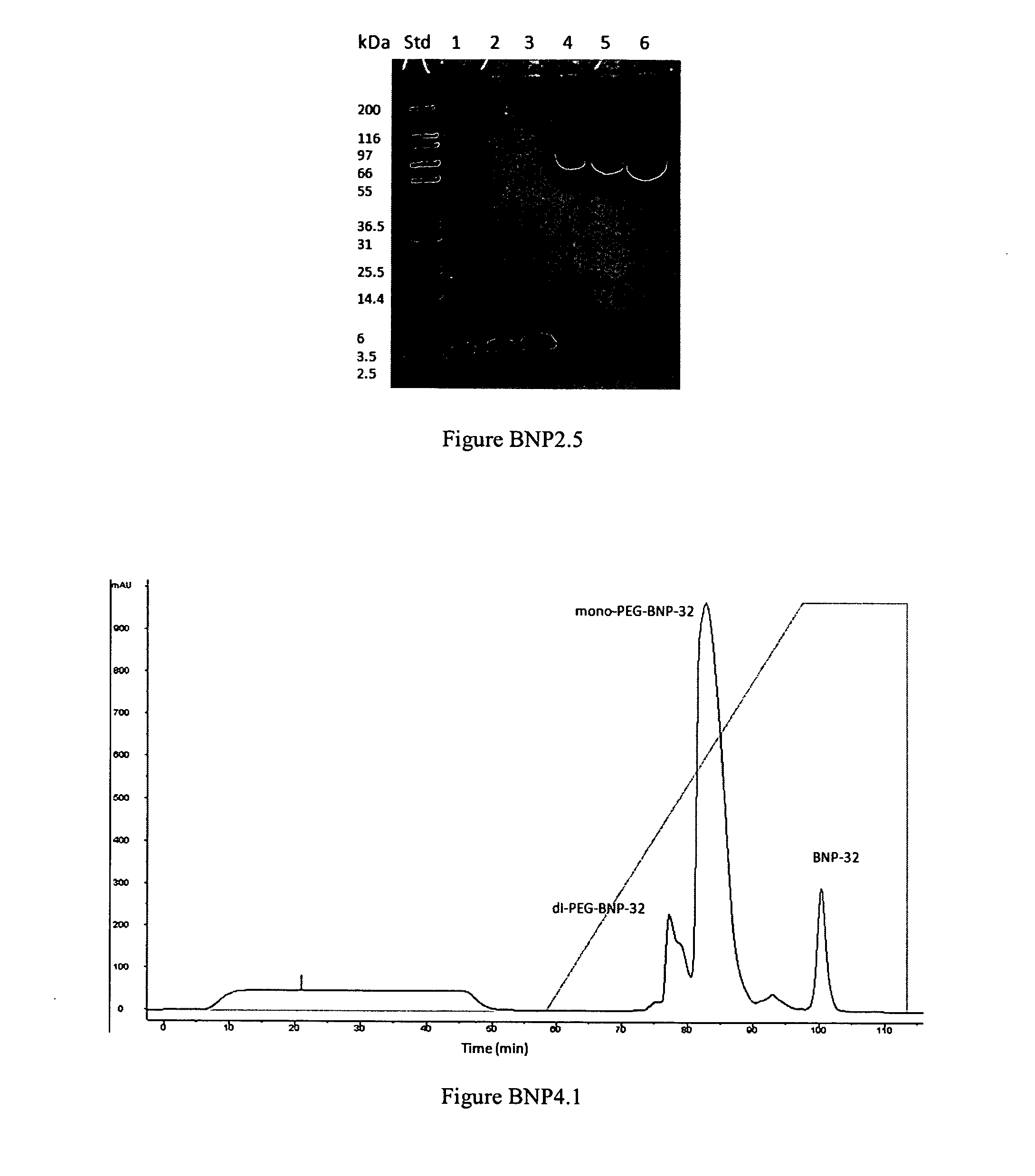 Polymer conjugates of nesiritide peptides