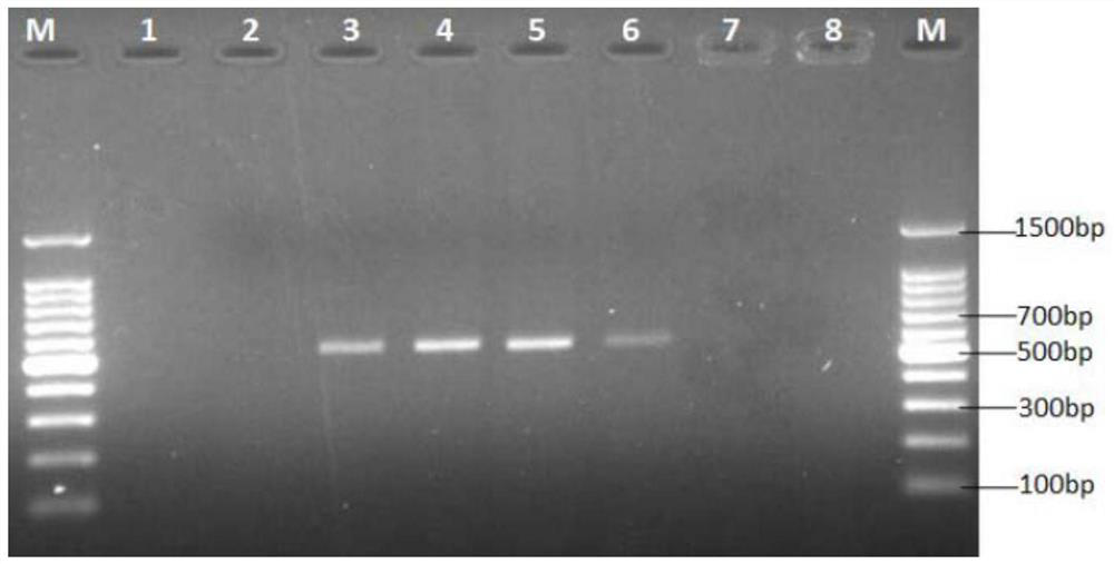 A rapid method for identification of A. gigantea