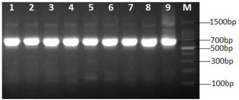 A rapid method for identification of A. gigantea