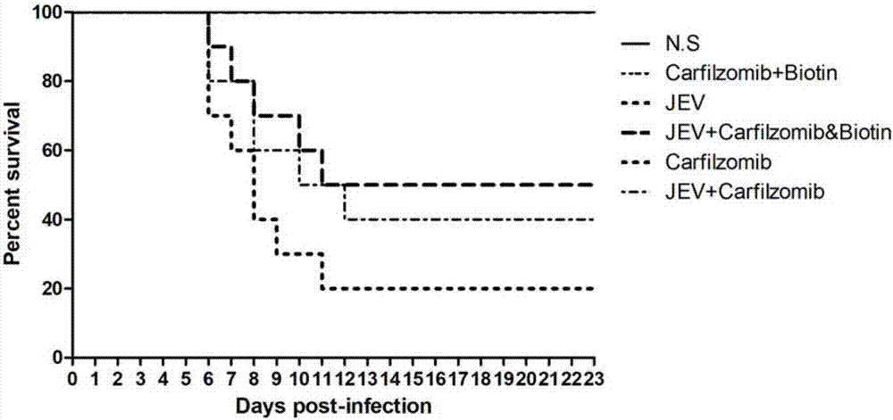 Medicinal composition and application thereof to preparation of drug for treating virus infection of flavivirus