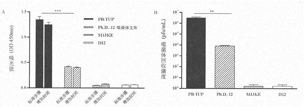 Polystyrene affinity peptide and method of polystyrene affinity peptide for improving immobilized effect of antigen