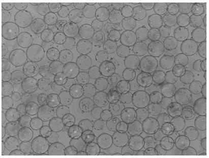 A method for efficient passage of human diploid cell microcarrier culture