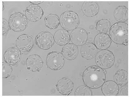 A method for efficient passage of human diploid cell microcarrier culture