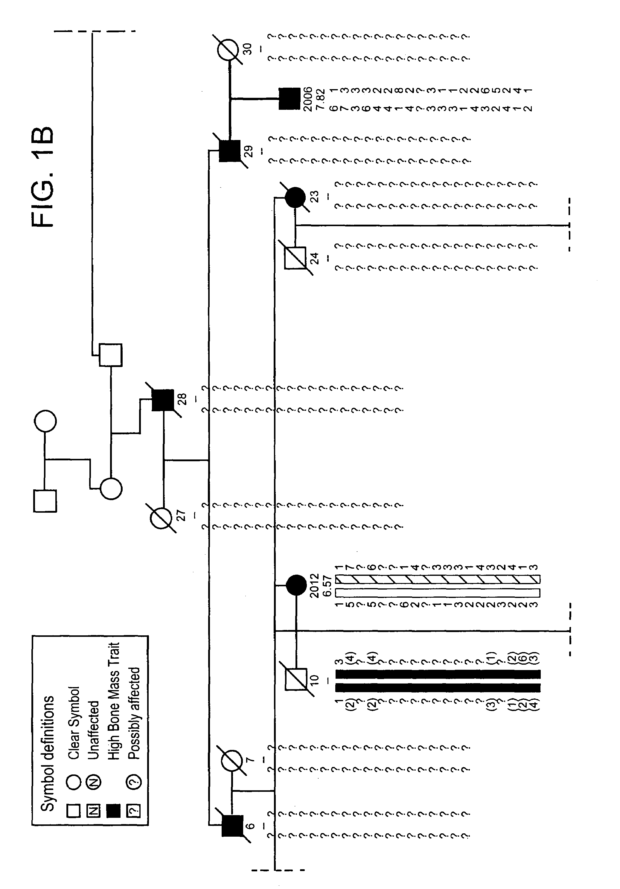 High bone mass gene of 11q13.3