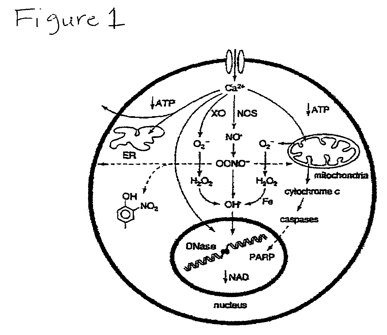 Cellular phosphorylation potential enhancing compositions preparation and use thereof