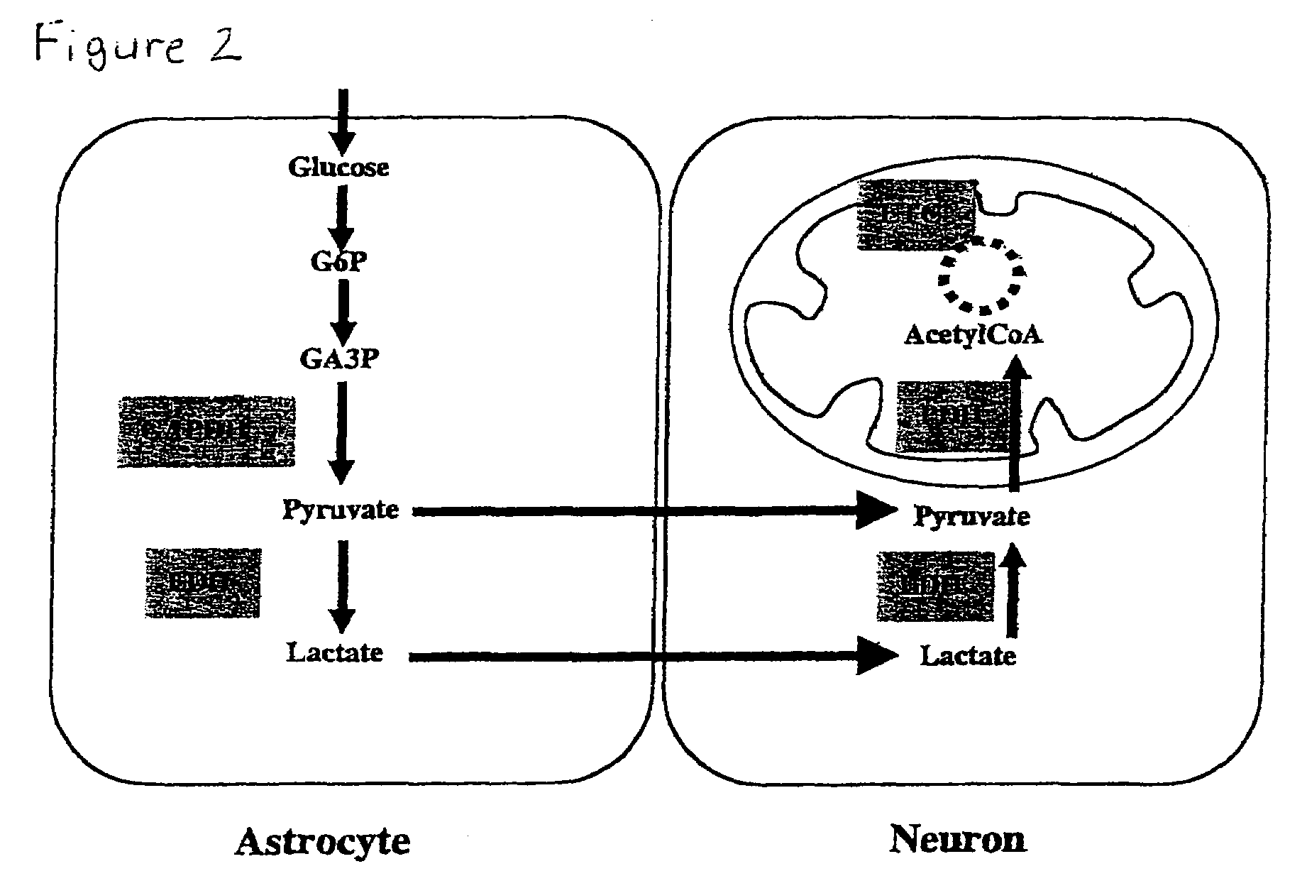 Cellular phosphorylation potential enhancing compositions preparation and use thereof