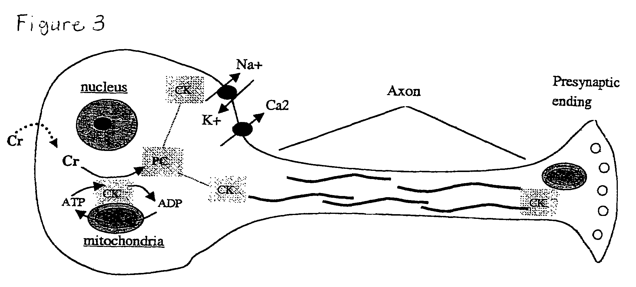 Cellular phosphorylation potential enhancing compositions preparation and use thereof