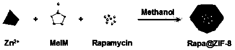 Preparation method and application of zinc organic framework drug-loading system entrapping rapamycin