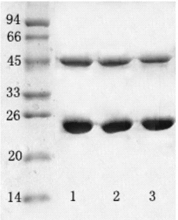 Method for detecting staphylococcus aureus and monoclonal antibodies of staphylococcus aureus