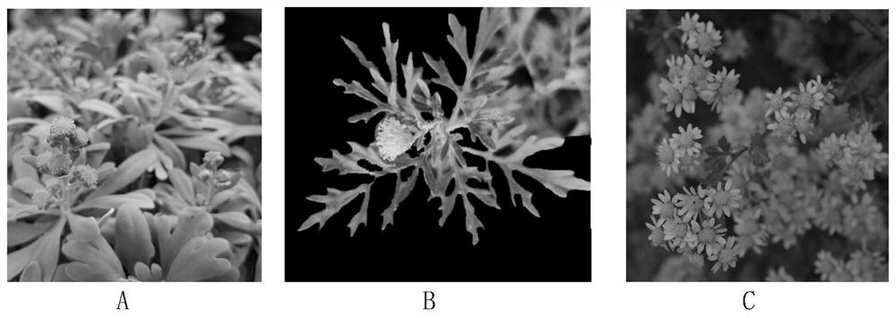 Intergeneric distant hybrid creation method of crossostephium chinense and chamomile