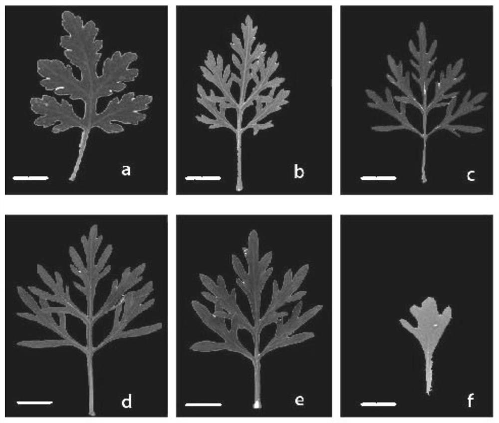 Intergeneric distant hybrid creation method of crossostephium chinense and chamomile