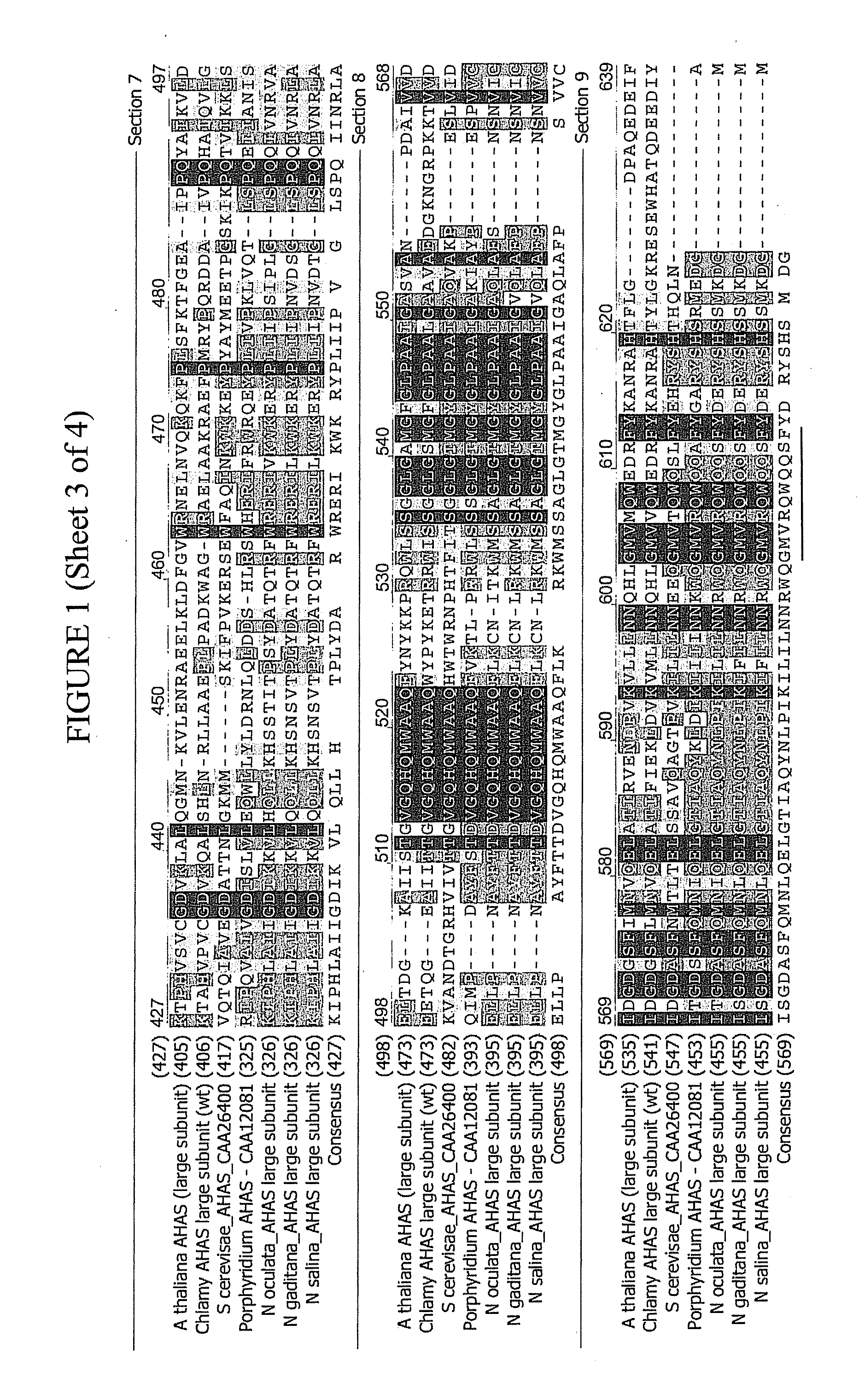 Compositions and methods for modulating the sensitivity of cell to AHAS inhibitors