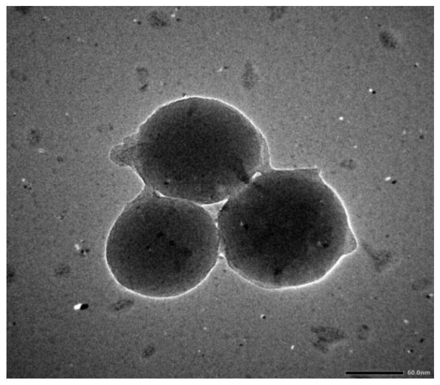 A method for preparing a fluorescent double-template epitope-imprinted polymer based on silicon nanoparticles