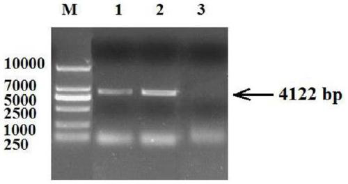 Tobacco gene NtFIP1 for improving nitrogen utilization rate and cloning method and application of tobacco gene NtFIP1