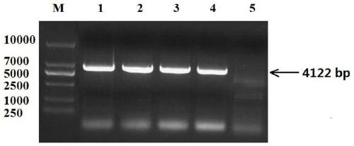 Tobacco gene NtFIP1 for improving nitrogen utilization rate and cloning method and application of tobacco gene NtFIP1