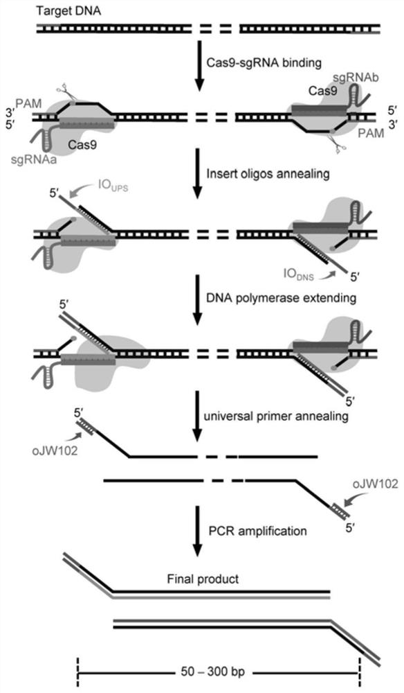 CRISPR/Cas9 typing PCR method for DNA homogeneous detection and application of CRISPR/Cas9 typing PCR method