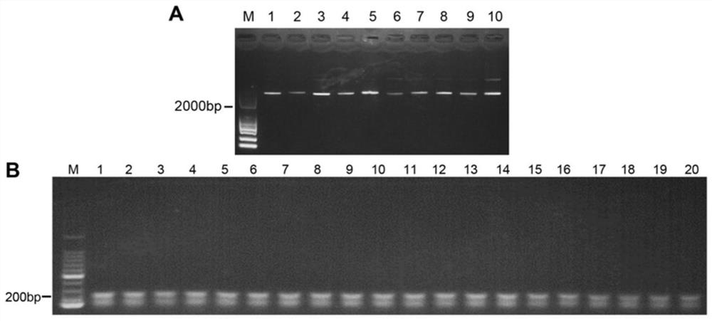 CRISPR/Cas9 typing PCR method for DNA homogeneous detection and application of CRISPR/Cas9 typing PCR method