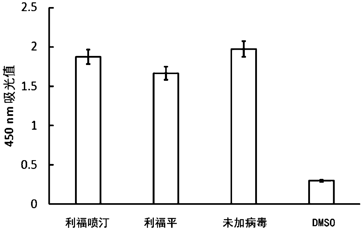 Application of rifamycin antibiotics in preparation of drugs against yellow fever virus infections