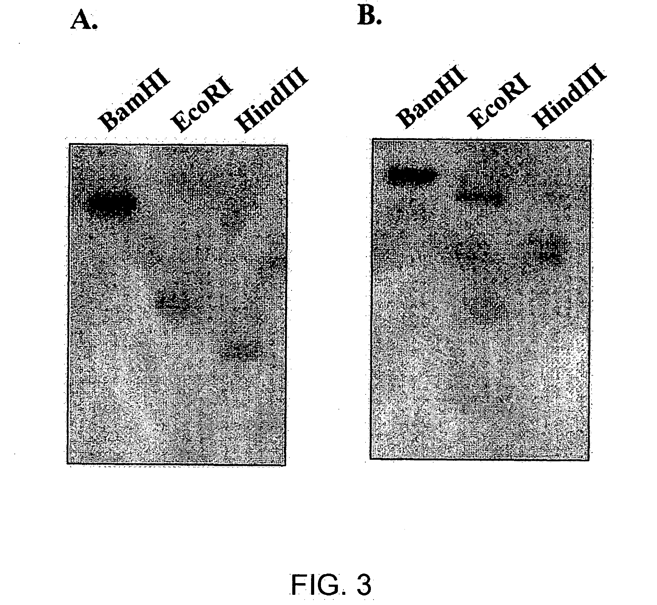 Chitin oligosaccharide elicitor- and gibberellin-responsive genes in plants, and uses thereof