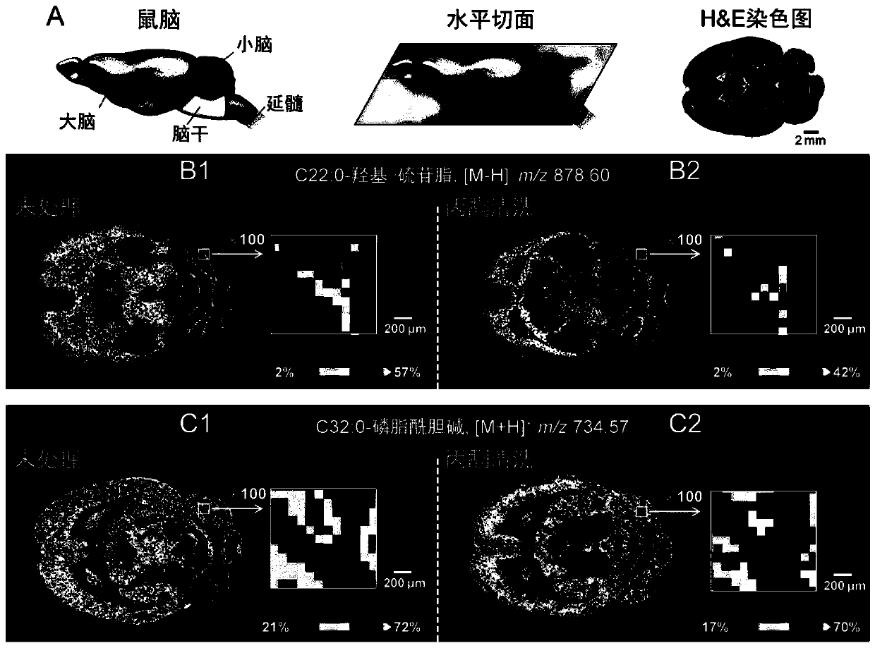 Mass spectrometry imaging method for simultaneously analyzing various amine metabolites in biological tissues