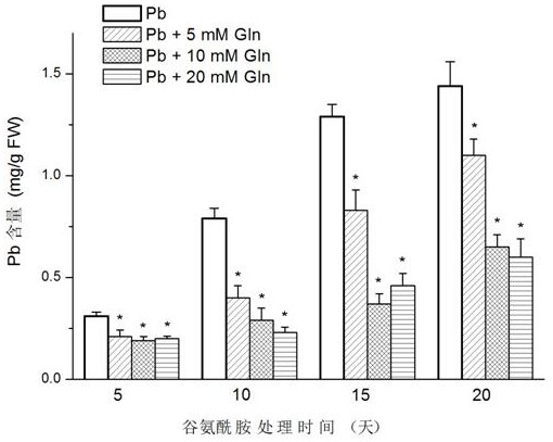 Glutamine inhibits the absorption of Pb in Chinese cabbage and improves the ability to resist Pb pollution