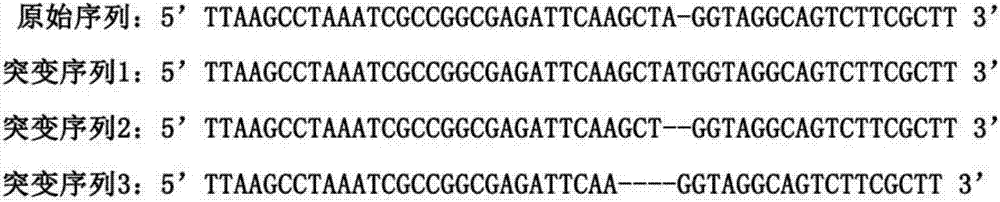 sgRNA sequence for specifically targeting arabidopsis ILK2 gene and application of sgRNA sequence