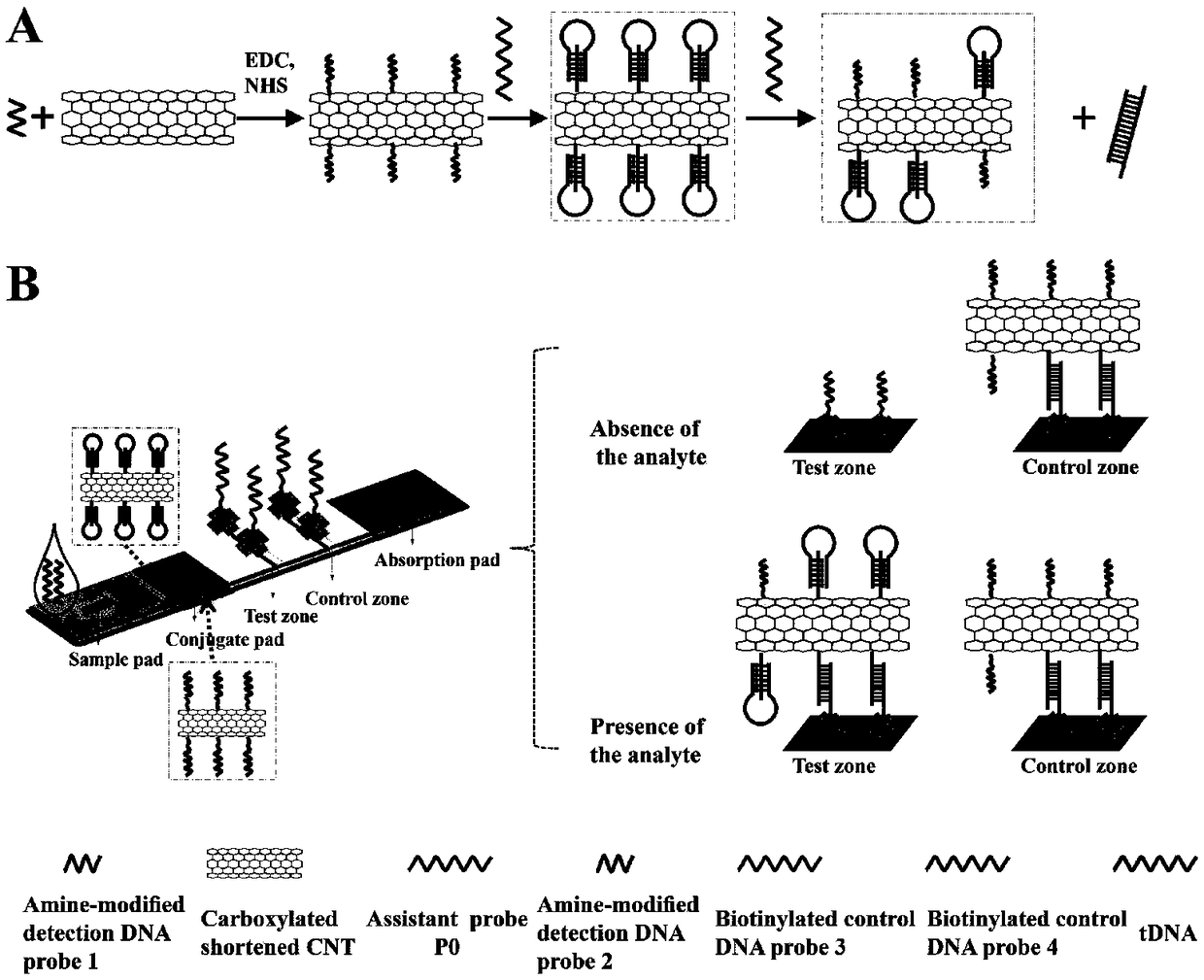 Test strip biological sensor based on carbon nano tubes and triple helix molecular switch and preparation method and application