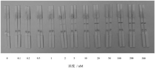 Test strip biological sensor based on carbon nano tubes and triple helix molecular switch and preparation method and application