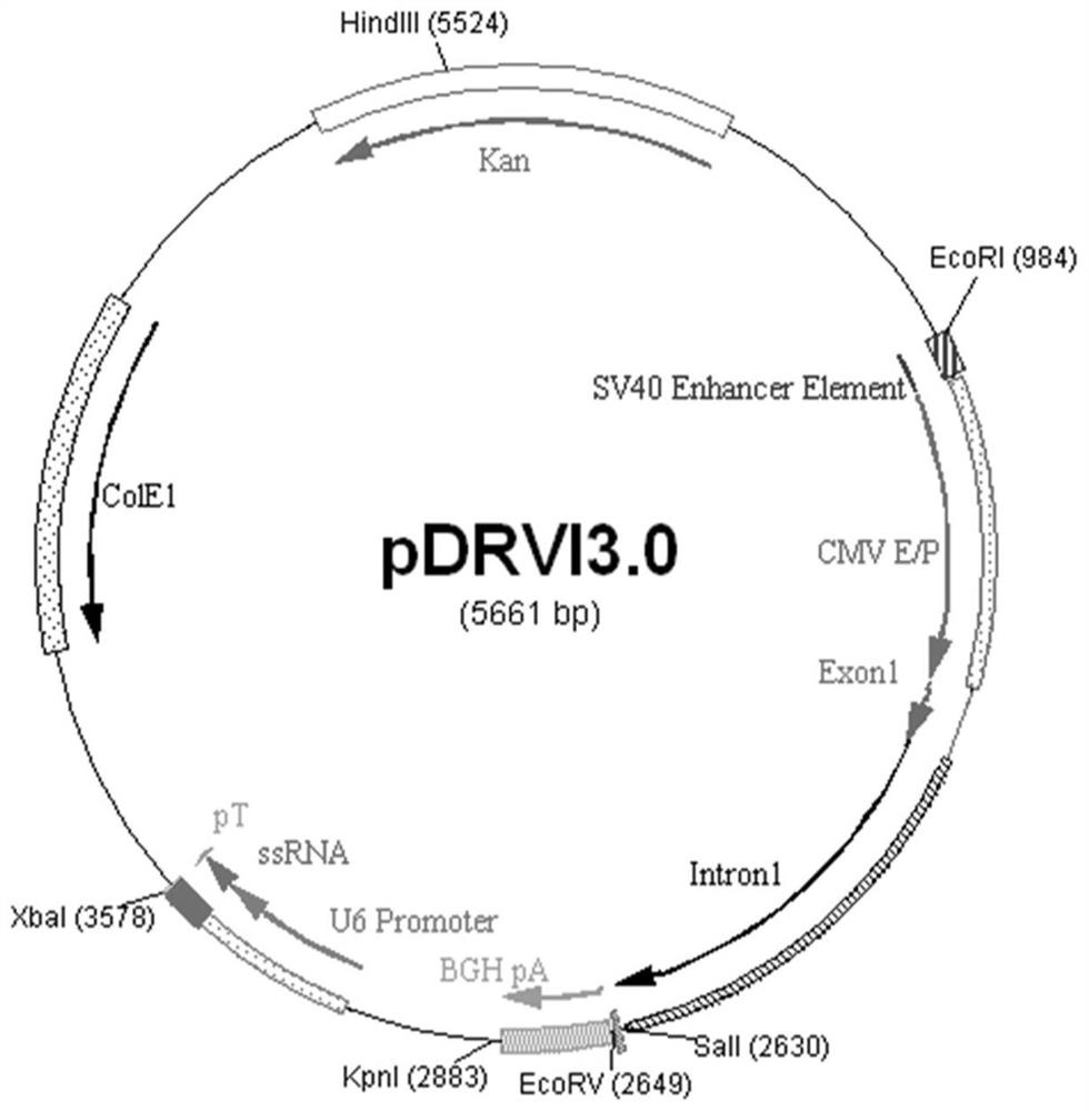 Novel coronavirus compound vaccine based on DNA vector and replicating vaccinia virus vector